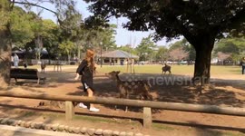 Deer in Nara, Japan bow for cookies