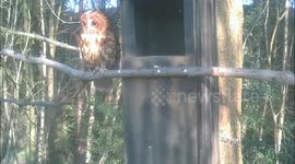 Tawny owl 3