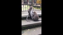 People kill each other while animals help animals