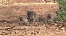 Baboons harvesting seeds from the soil on the Luvuvhu River bank