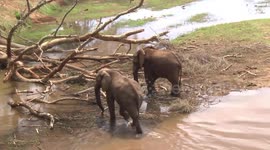 Elephant bull in the Luvuvhu River breaking a branch with his trunk