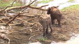 Elephant bull stripping and eating Sycamore Fig leaves in the Luvuvhu River