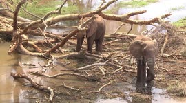 Bull Elephant walking in the Luvuvhu River looking for food