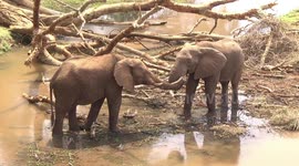 Bull Elephant trying to steal food from his buddy's mouth!