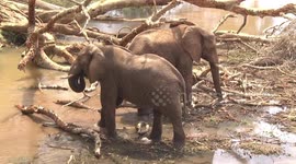 Bull Elephant reaching for tree branch with his trunk - attempting to get food