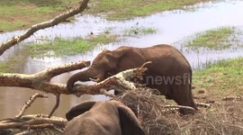 Bull Elephant gouging Sycamore Fig bark with his tusk to get food