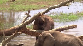 Bull Elephant gouging Sycamore Fig bark with his tusk to get food - closer view