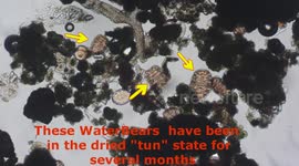 Tardigrades: Dormant Tuns emerge in time lapse; with narration