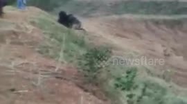 Bear mauls 'selfie seeker' to death in India