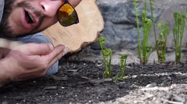 How to Cook Quebec Fiddleheads