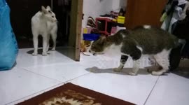 cats will be fight