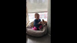 Baby tries to share block with corgi