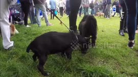 The Great Hampstead Bark Off