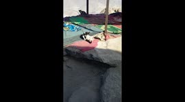 the cat was doing his toilet on the mountain