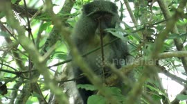 Peekaboo! Rare monkey fascinated by cameraman
