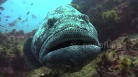 Underwater video. Two dives in 3 min