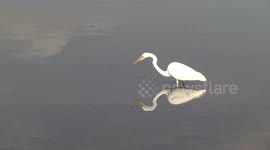 An Eastern Great Egret stalking a fish, then striking