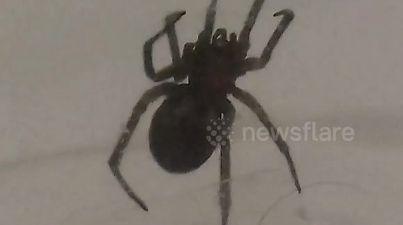 Underneath a False Widow Spider