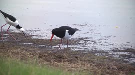 Beautiful Australian Pied Oystercatcher hunting with Black-winged Stilts
