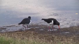 Beautiful Australian Pied Oystercatcher pair hunting in beached seagrass