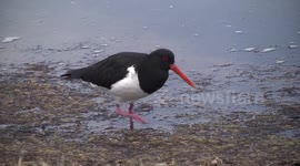A lovely Australian Pied Oystercatcher hunting amongst stranded seagrass