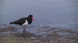A lovely Australian Pied Oystercatcher standing then hunting amongst stranded seagrass