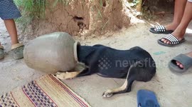 Adorable puppy rescued after getting head stuck in plant pot