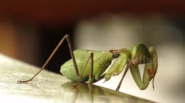 Heavy weekend? Praying mantis wipes away the cobwebs
