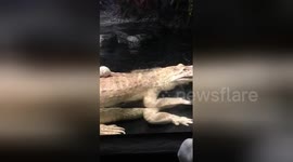 Newsflare Edit - Albino Alligator gets a hard catch!! Rat won’t give up!!!
