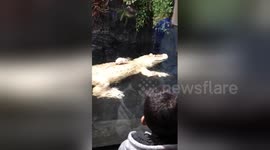 Incredible footage shows rat trying to escape albino alligator at feeding time
