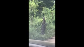 Two monitor lizards wrestling on the road side