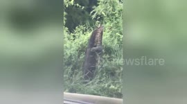 Rare moment two monitor lizards caught wrestling on side of road