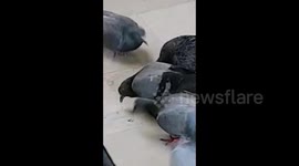 Pigeons In My Home..