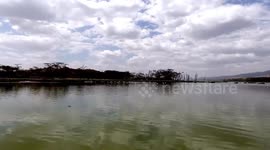 Flamingos Take Flight In Kenya