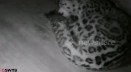 Zoo cam shows the precious first moments of a rare snow leopard cub as it snuggles its mother