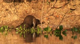 Giant Otters - Pantanal, Brazil