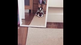 Boston terrier puppy doesn’t like it’s reflection