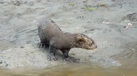 Giant Otter of the Amazon being noisy