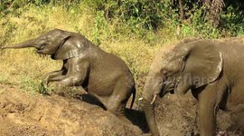 Young elephant shows tremendous willpower to get out of river