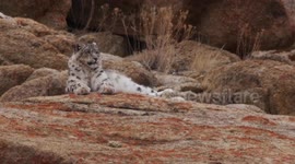 A Wild Snow Leopard watching from a mountain side at Saspotsey, Ladakh.