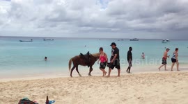 Horses on the beach Turks and Caicos Island