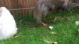 Rabbits have fun in their new extension!