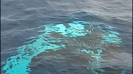 Huge manta ray scares tourists when it swims under boat