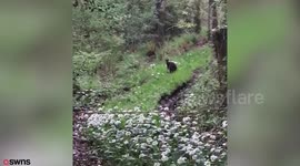 Video footage shows a wallaby in the loose in the UK