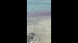 Shark attacks fish on shore 2 of 4