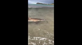 Shark attacks fish on shore 4 of 4