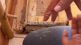 Squirrel babies rescued after they got separated from their mother|rescue |animal babies|