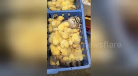 Newsflare Edit - Cute cat and chicks