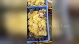 This Hungarian guy's house is full of ADORABLE pets