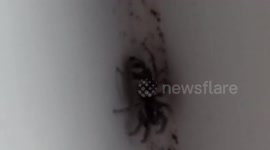 Zebra Jumping Spider